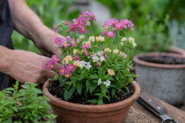 Nemesia strumosa – ghid practic de plantare și îngrijire