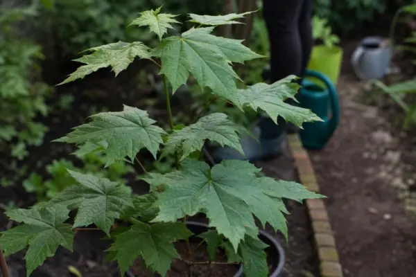 Paltin de câmp (Acer platanoides) – ghid practic de plantare și îngrijire