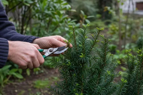 Tisa (Taxus baccata) – de la plantare la întreținerea de zi cu zi
