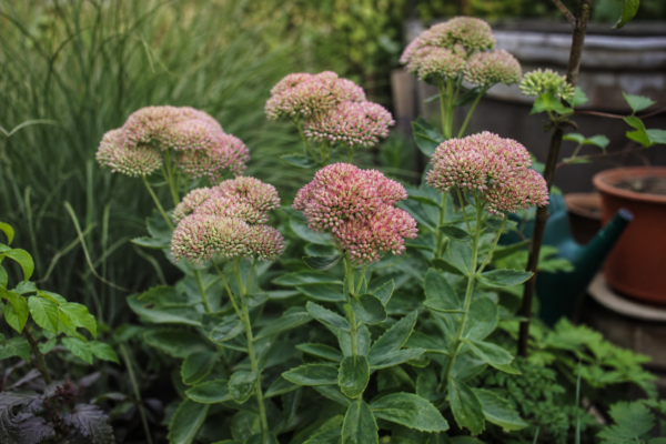 Sedum spectabile – sfaturi pentru plantare, creștere și întreținere