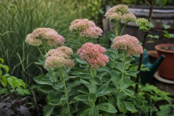 Iarbă grasă (Sedum spectabile) – sfaturi pentru plantare, creștere și întreținere