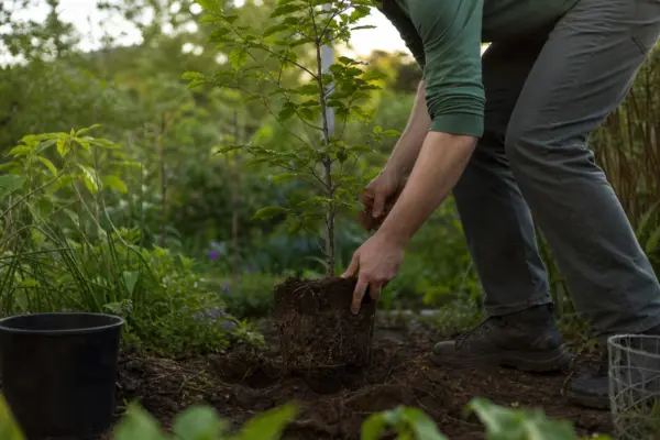 Fag (Fagus sylvatica) – plantare, îngrijire și greșeli de evitat