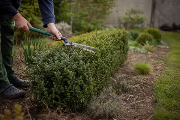 Cimișir (Buxus sempervirens) – plantare, îngrijire și greșeli de evitat