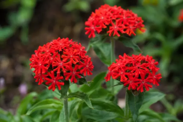 Lychnis (Lychnis chalcedonica): plantare și întreținere