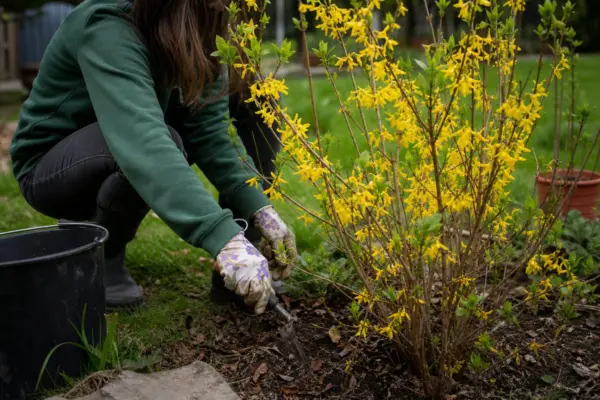 Forsythia intermedia – plantare, udare și întreținere
