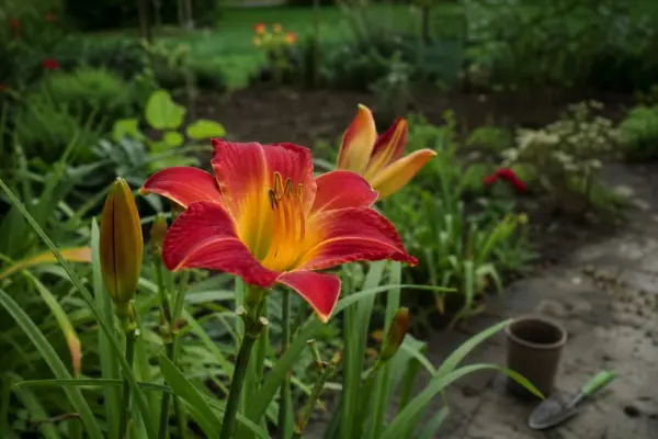 Crinul de o zi (Hemerocallis hybrida) – sfaturi de plantare și îngrijire