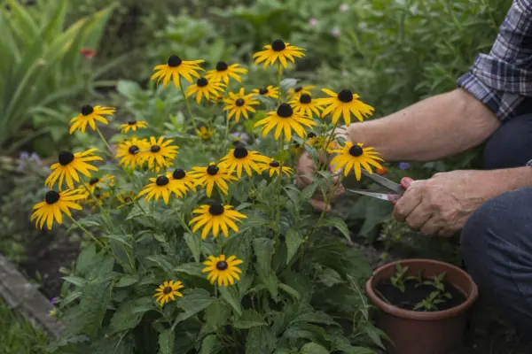 Rudbeckia hirta – sfaturi de plantare și îngrijire