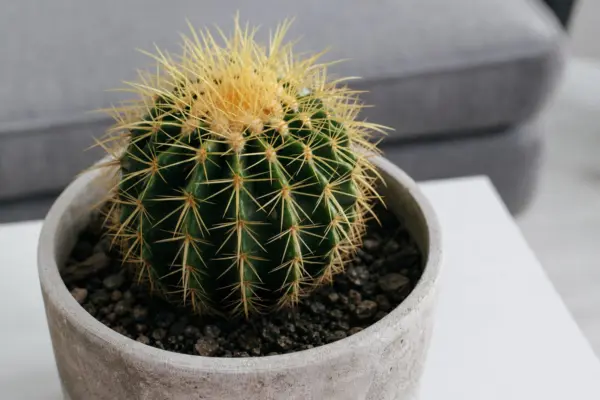 Cactusul globular (Echinocactus grusonii): cum se plantează și cum se întreține