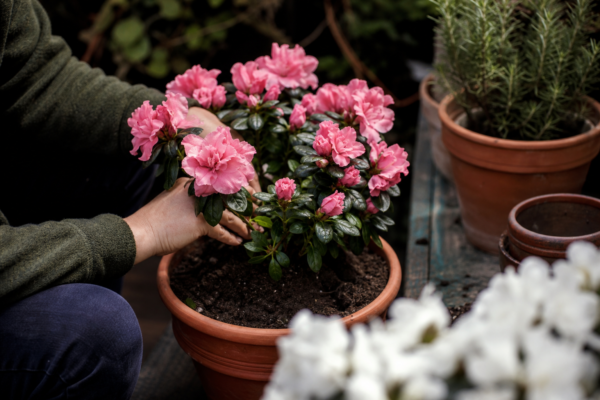 Azalee de apartament (Rhododendron simsii): cum se plantează și cum se îngrijește corect