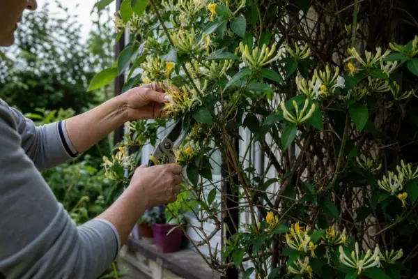 Caprifoi de pădure (Lonicera periclymenum) – plantare, îngrijire și greșeli de evitat