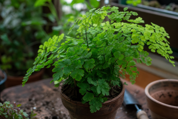 Părul Venerei (Adiantum raddianum) – sfaturi pentru plantare, creștere și întreținere