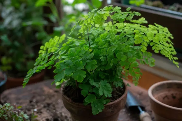Părul Venerei (Adiantum raddianum) – sfaturi pentru plantare, creștere și întreținere