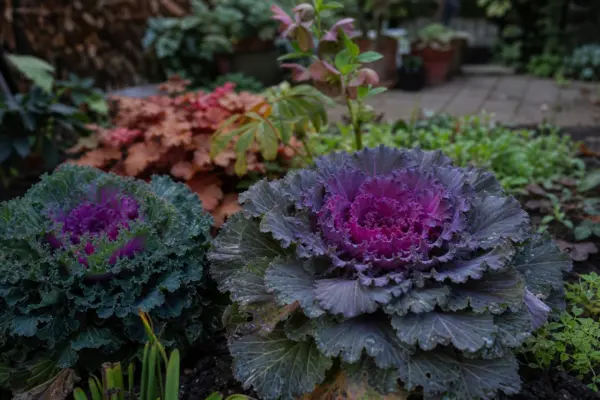 Varză ornamentală (Brassica oleracea) – ghid practic de plantare și îngrijire