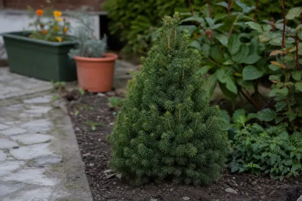 Molid conic (Picea glauca Conica) – ghid complet de cultivare și îngrijire
