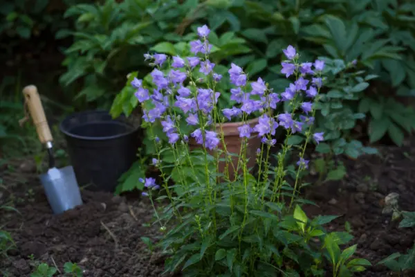 Clopoțel (Campanula persicifolia) – sfaturi de plantare și îngrijire