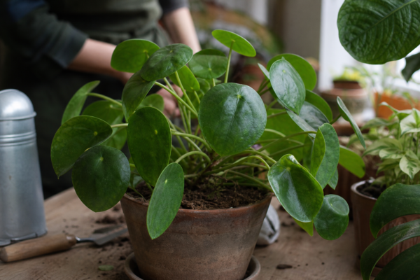 Pilea (Pilea peperomioides) – ghid complet de cultivare și îngrijire