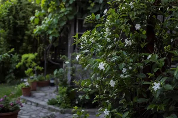 Iasomie (Jasminum officinale) – tot ce trebuie să știi despre plantare și îngrijire