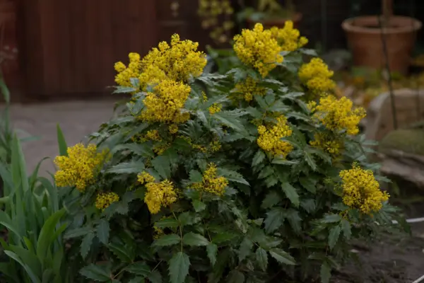 Mahonia (Mahonia aquifolium) – tot ce trebuie să știi despre plantare și îngrijire