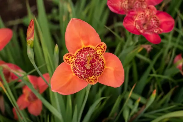 Tigridia (Tigridia pavonia): ghid practic de plantare și întreținere