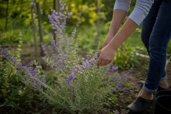Lavandă rusească (Perovskia atriplicifolia) – condiții de creștere, plantare și îngrijire