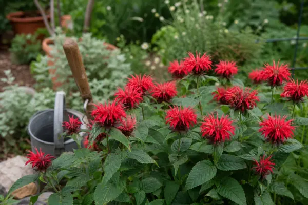 Monarda (Monarda didyma) – tot ce trebuie să știi despre plantare și îngrijire