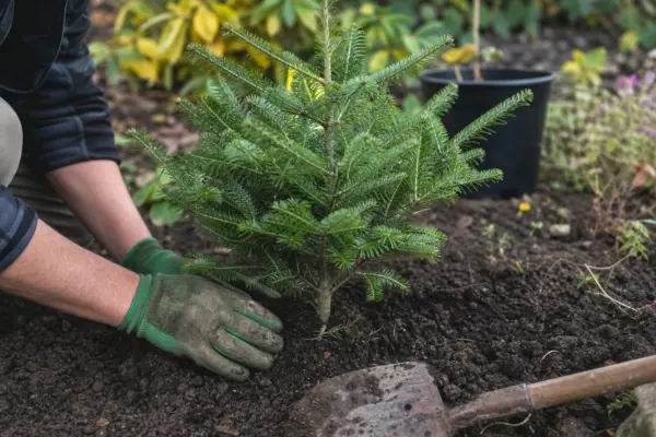 Brad de Crăciun (Abies nordmanniana) – ghid practic de plantare și îngrijire