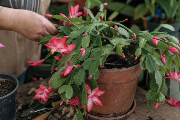 Cactusul de Paște (Rhipsalidopsis gaertneri) – ghid complet de cultivare și îngrijire