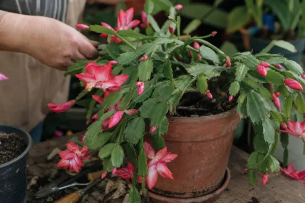 Cactusul de Paște (Rhipsalidopsis gaertneri) – ghid complet de cultivare și îngrijire
