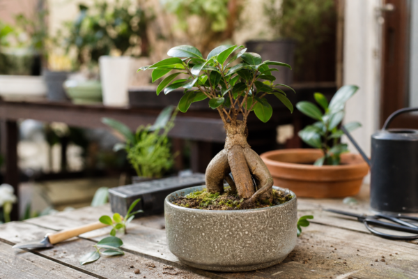 Ficus ginseng (Ficus microcarpa) – condiții de creștere, plantare și îngrijire