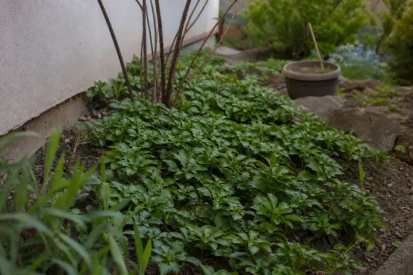 Pachysandra terminalis – sfaturi de plantare și îngrijire
