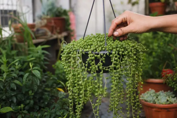 Șiragul de perle (Senecio rowleyanus) – ghid complet de cultivare și îngrijire