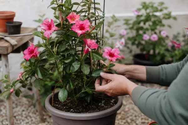 Dipladenia (Mandevilla sanderi) – de la plantare la întreținerea de zi cu zi