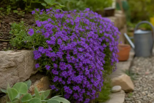 Aubrieta (Aubrieta deltoidea) – plantare, îngrijire și greșeli de evitat