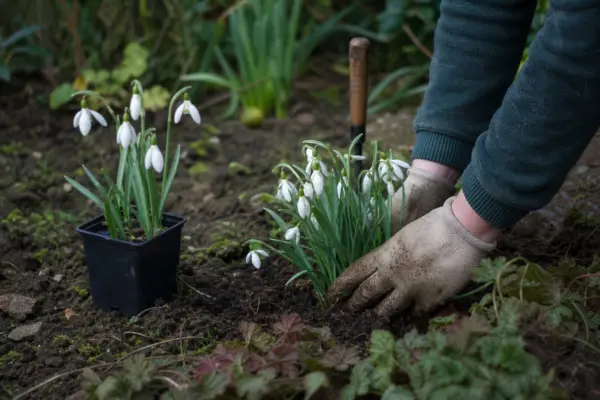 Ghiocel (Galanthus nivalis) – plantare și îngrijire pas cu pas