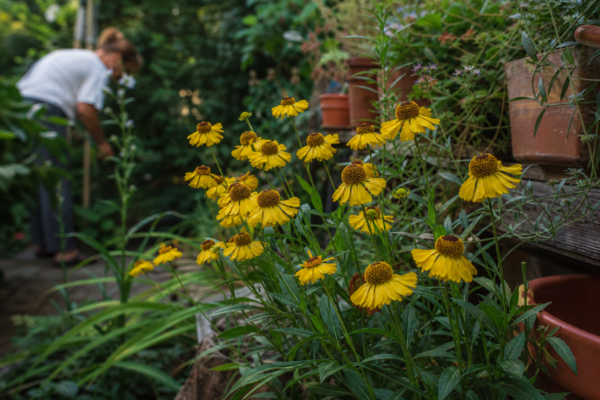 Helenium autumnale – ghid complet de cultivare și îngrijire