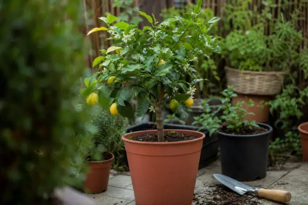 Lămâi în ghiveci (Citrus limon) – sfaturi de plantare și îngrijire