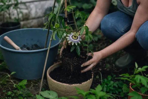 Floarea pasiunii (Passiflora caerulea) – plantare și îngrijire pas cu pas