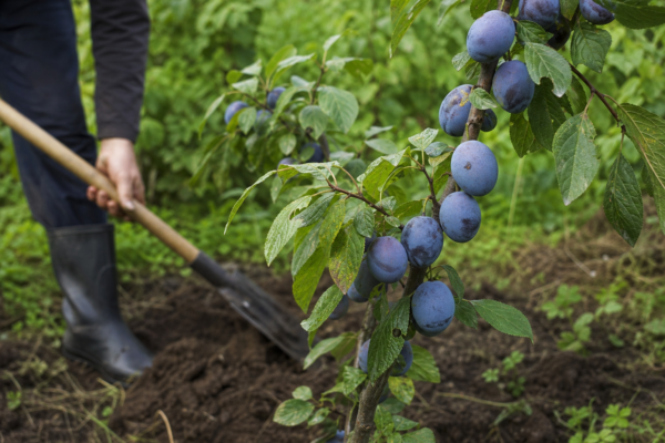 Prun (Prunus domestica) – de la plantare la întreținerea de zi cu zi