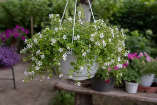 Bacopa (Sutera cordata) – sfaturi pentru plantare, creștere și întreținere