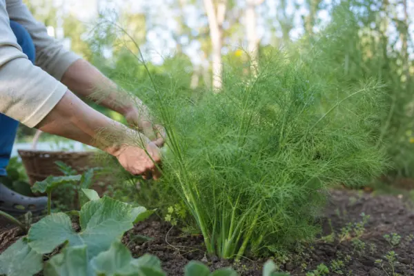 Fenicul (Foeniculum vulgare) – de la plantare la întreținerea de zi cu zi