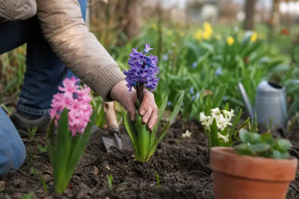 Zambilă (Hyacinthus orientalis) – ghid complet de cultivare și îngrijire