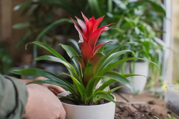 Guzmania – condiții de creștere, plantare și îngrijire