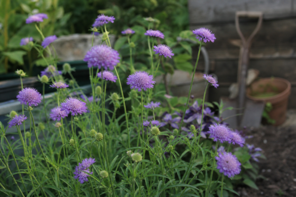 Scabiosa atropurpurea – tot ce trebuie să știi despre plantare și îngrijire