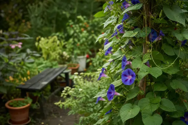 Zorele (Ipomoea purpurea) – sfaturi pentru plantare, creștere și întreținere