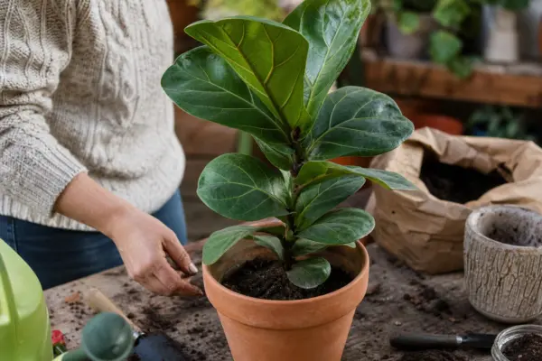 Ficus cu frunze de vioară (Ficus lyrata) – sfaturi de plantare și îngrijire