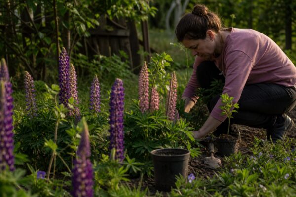 Lupin (Lupinus polyphyllus) – sfaturi pentru plantare, creștere și întreținere