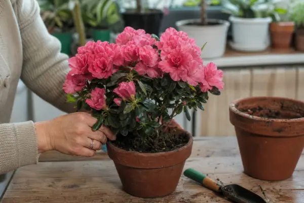 Azalee de apartament (Rhododendron simsii) – sfaturi de plantare și îngrijire