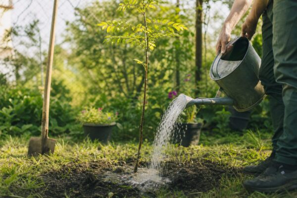 Scoruș (Sorbus aucuparia) – plantare, udare și întreținere