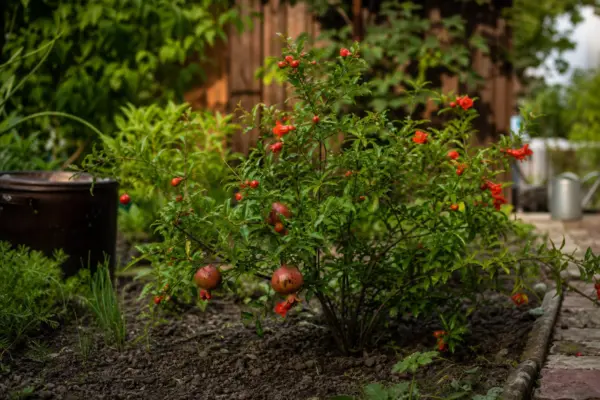 Rodie ornamentală (Punica granatum) – ghid complet de cultivare și îngrijire