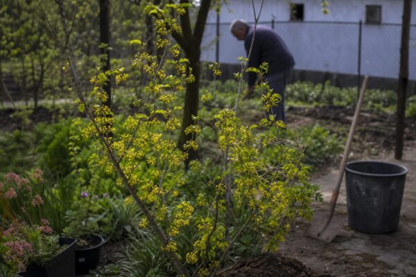 Corn (Cornus mas) – condiții de creștere, plantare și îngrijire